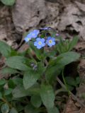 Myosotis amoena