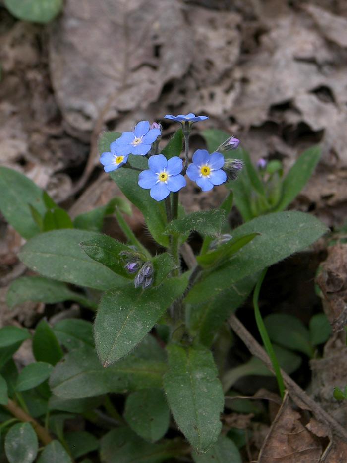 Изображение особи Myosotis amoena.