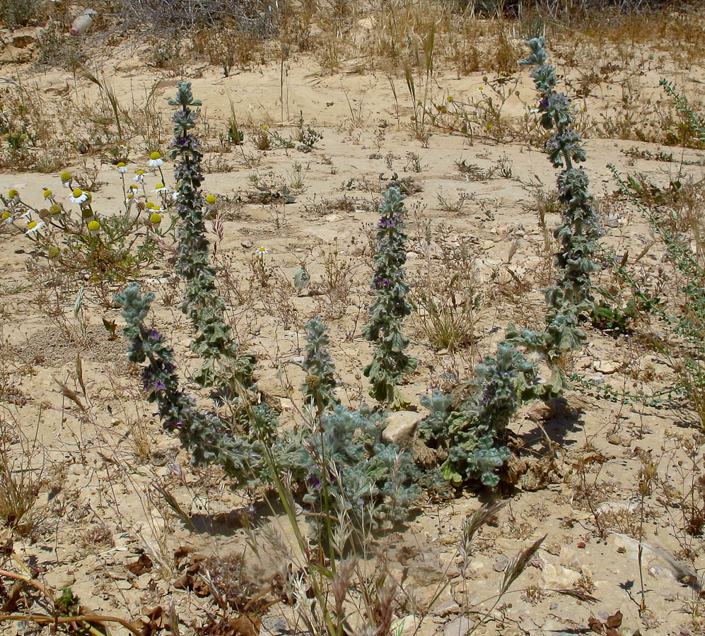 Image of Marrubium alysson specimen.