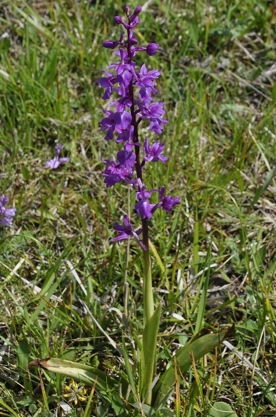 Image of Orchis mascula specimen.