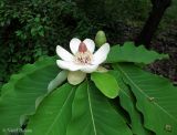 Magnolia hypoleuca