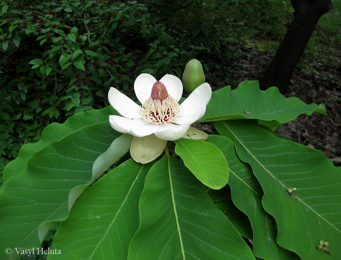 Изображение особи Magnolia hypoleuca.