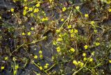 Ranunculus gmelinii