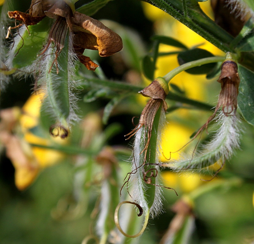 Image of Sarothamnus scoparius specimen.