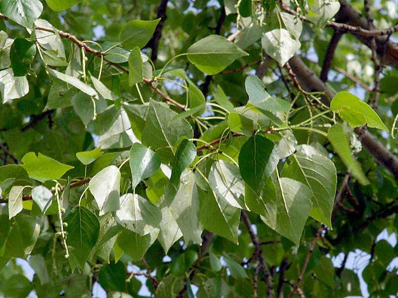 Image of Populus &times; sibirica specimen.