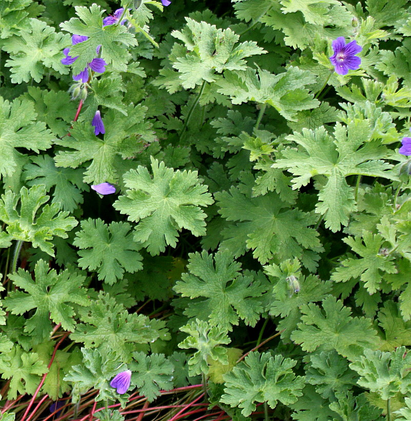 Изображение особи Geranium platypetalum.