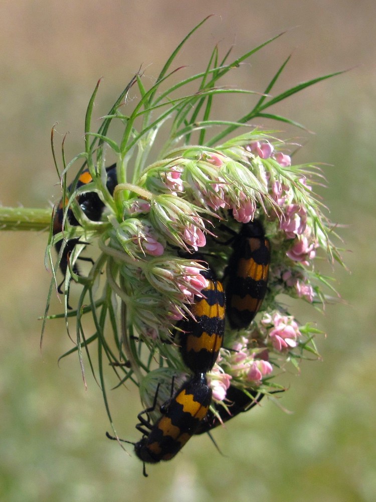 Изображение особи Daucus carota.