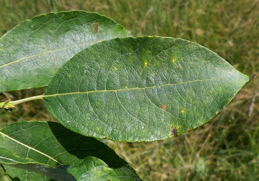 Image of Salix caprea specimen.