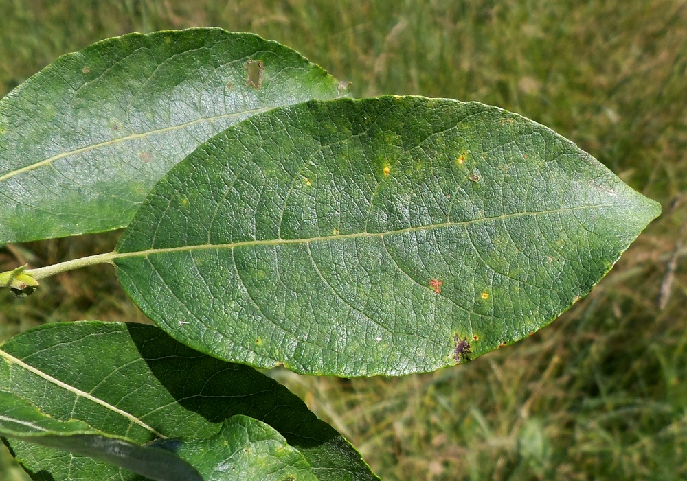 Изображение особи Salix caprea.