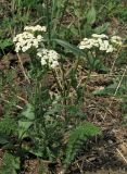 Achillea nobilis