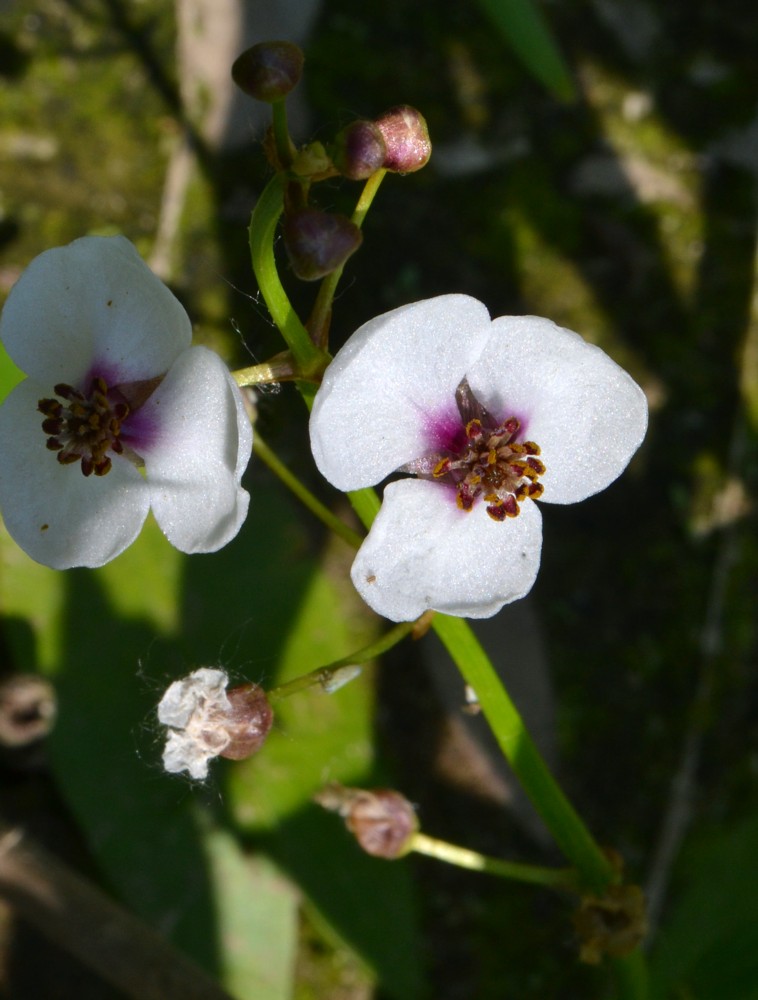 Image of Sagittaria sagittifolia specimen.