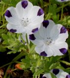 Nemophila maculata