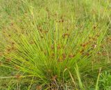 Juncus effusus