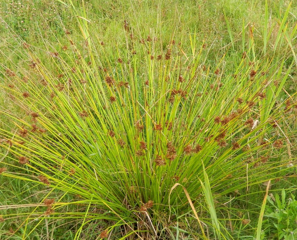 Изображение особи Juncus effusus.