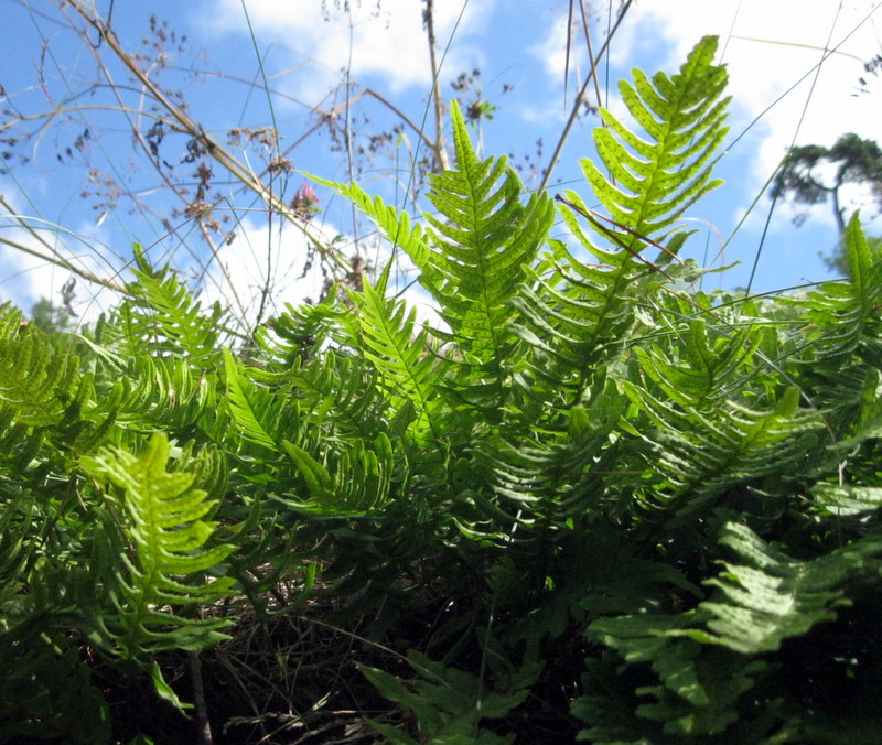 Изображение особи Polypodium vulgare.