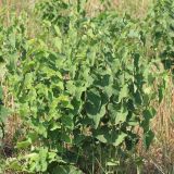 Aristolochia clematitis