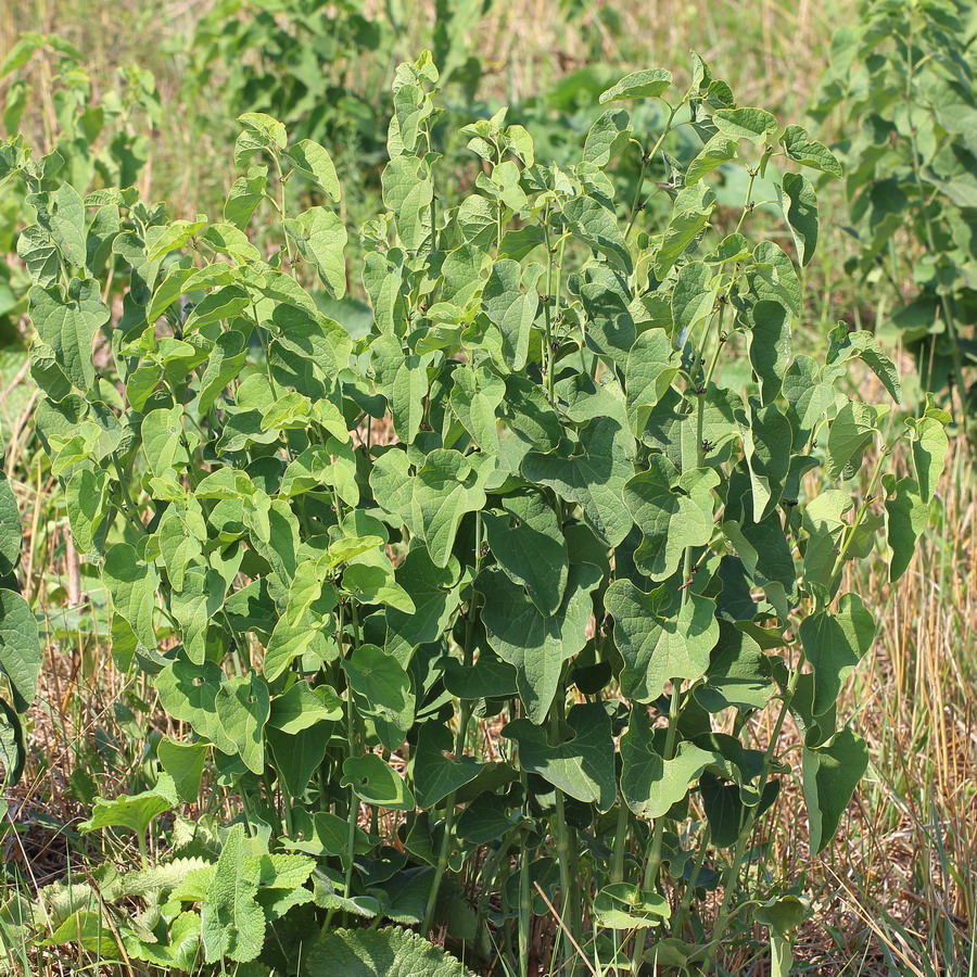 Image of Aristolochia clematitis specimen.