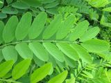 Robinia pseudoacacia