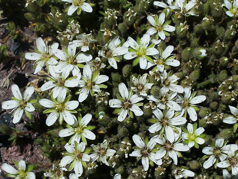 Image of Minuartia inamoena specimen.