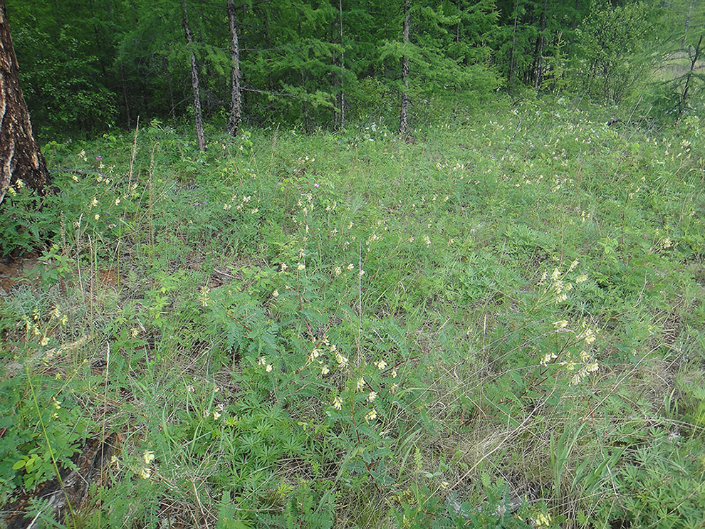 Изображение особи Astragalus membranaceus.