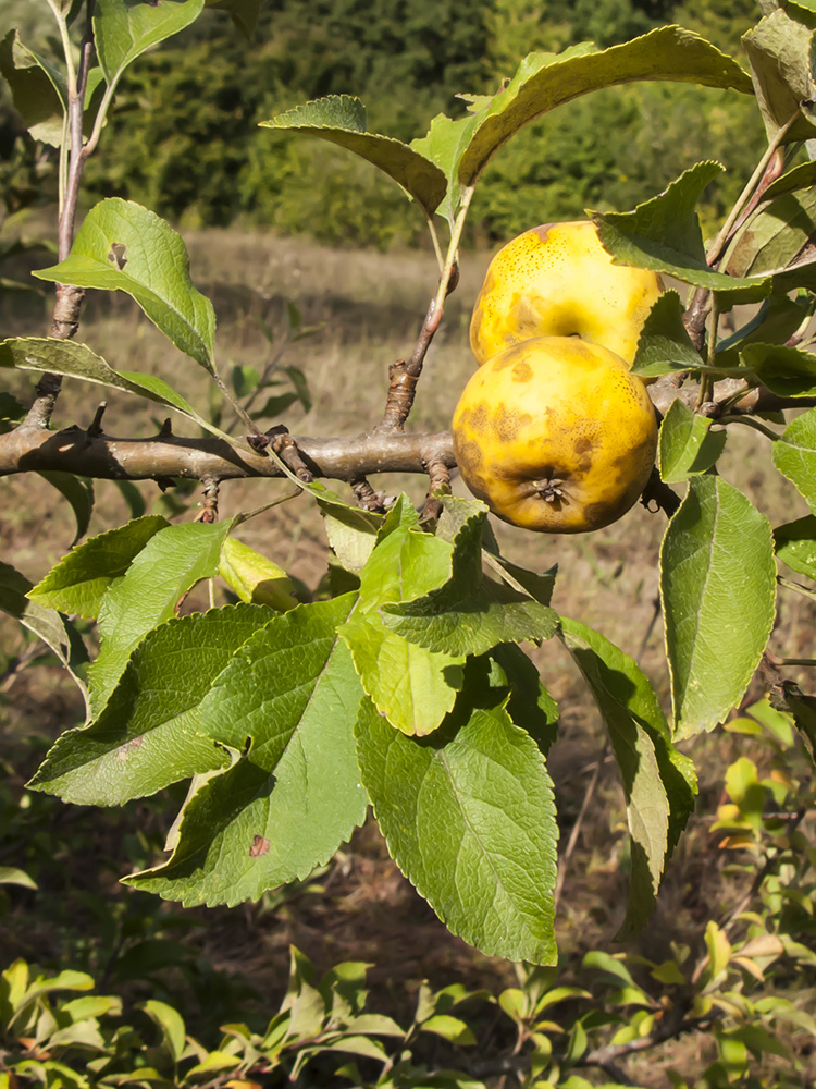 Image of Malus sylvestris specimen.