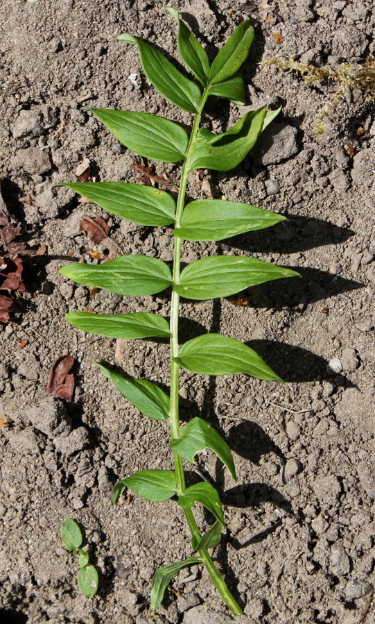Image of Polemonium caeruleum specimen.