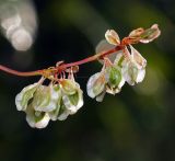 Fallopia dumetorum