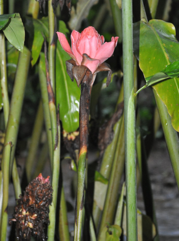 Image of Etlingera elatior specimen.