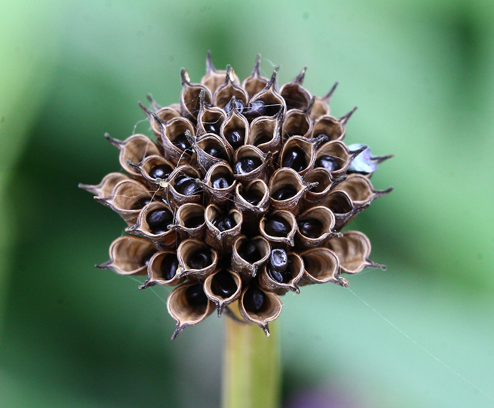 Image of Trollius vicarius specimen.