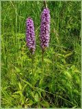 Dactylorhiza fuchsii. Цветущее растение. Нижегородская обл., окр. г. Шумерля, пр. берег р. Сура, дорога в с. Наваты. 25 июня 2009 г.