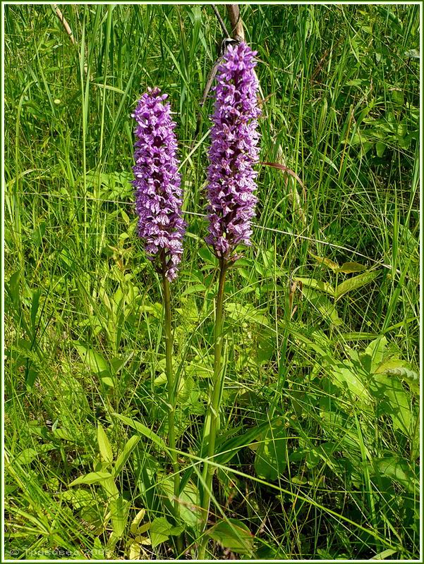 Изображение особи Dactylorhiza fuchsii.