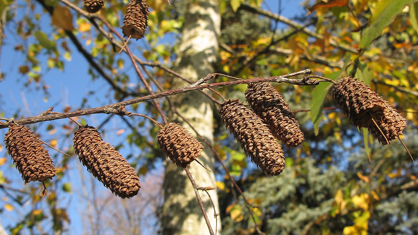 Image of Betula pendula specimen.