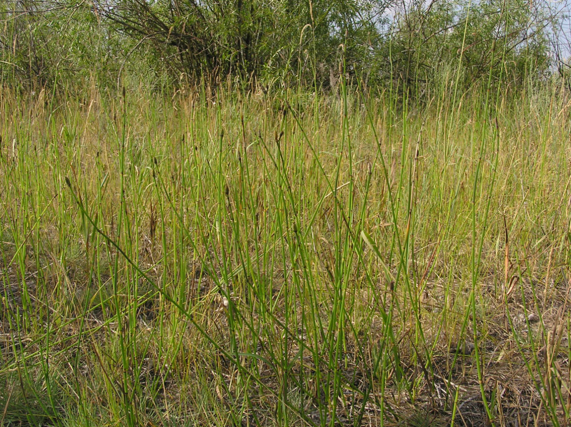 Изображение особи Equisetum &times; moorei.