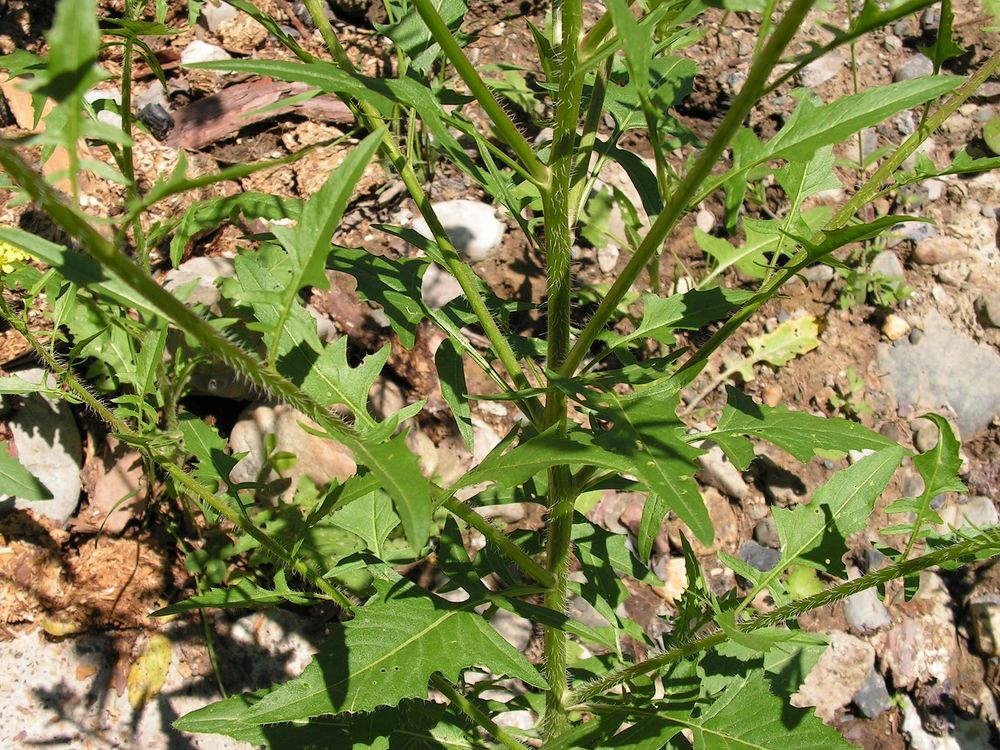 Изображение особи Sisymbrium loeselii.