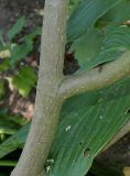 Euonymus planipes. Средняя часть ствола и основание скелетной ветви. Германия, г. Дюссельдорф, Ботанический сад университета. 04.09.2013.