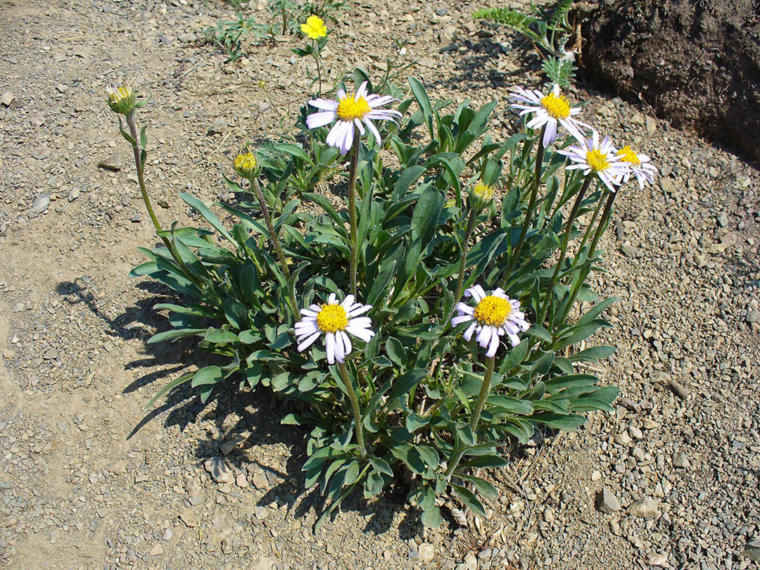 Image of Aster alpinus specimen.