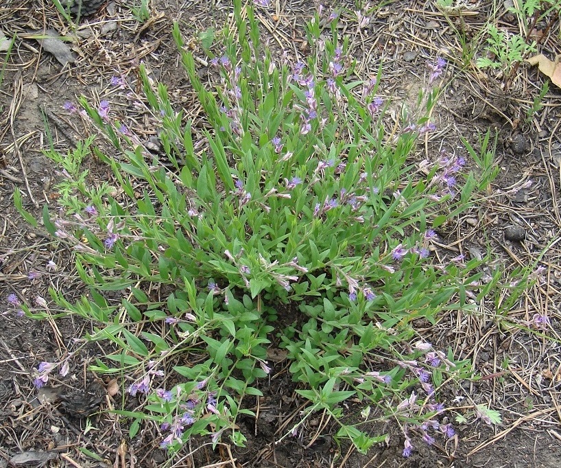 Image of Polygala sibirica specimen.
