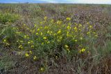 Diplotaxis tenuifolia