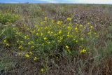 Diplotaxis tenuifolia