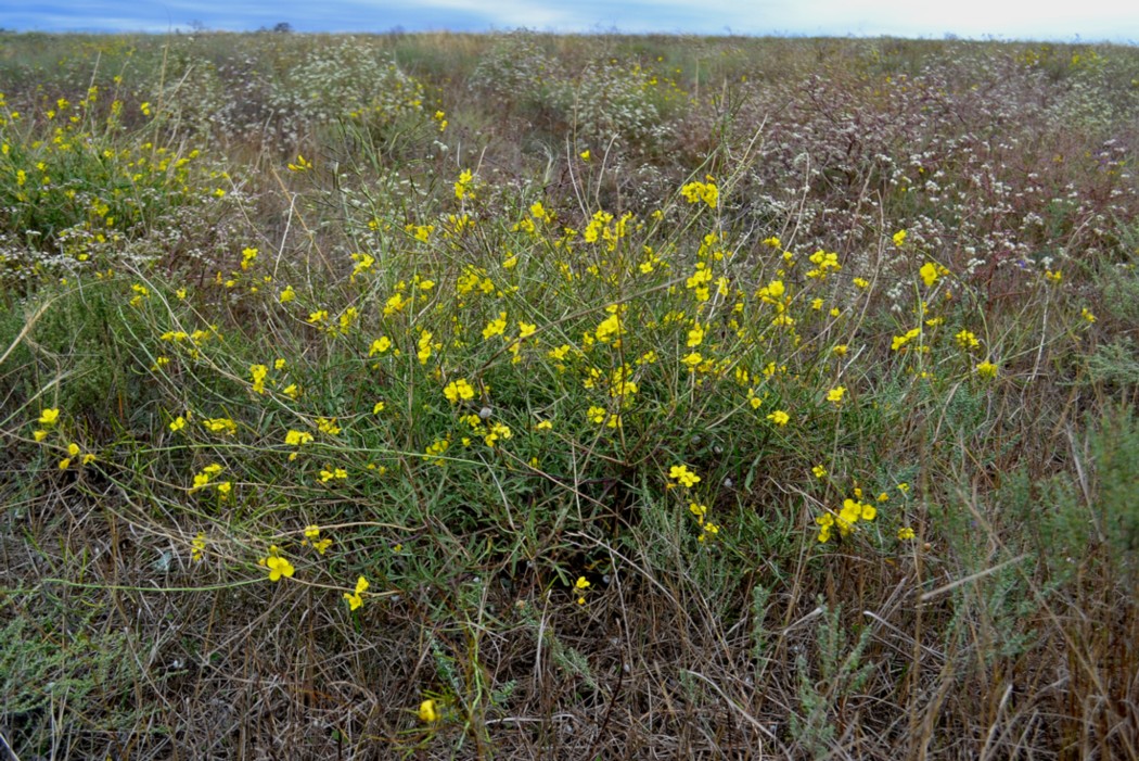 Image of Diplotaxis tenuifolia specimen.