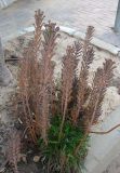 Kalanchoe tubiflora. Вегетирующие растения. Израиль, г. Беэр-Шева, городское озеленение. 14.02.2014.