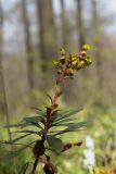 Euphorbia amygdaloides