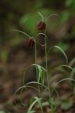 Fritillaria montana