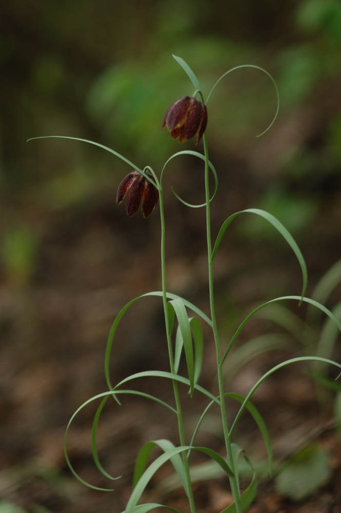 Изображение особи Fritillaria montana.