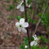 Prunus spinosa. Часть ветки с цветками и молодыми раскрывающимися побегами. Украина, Киев, лес между пгт Коцюбинское и г. Ирпень. 21 апреля 2014 г.