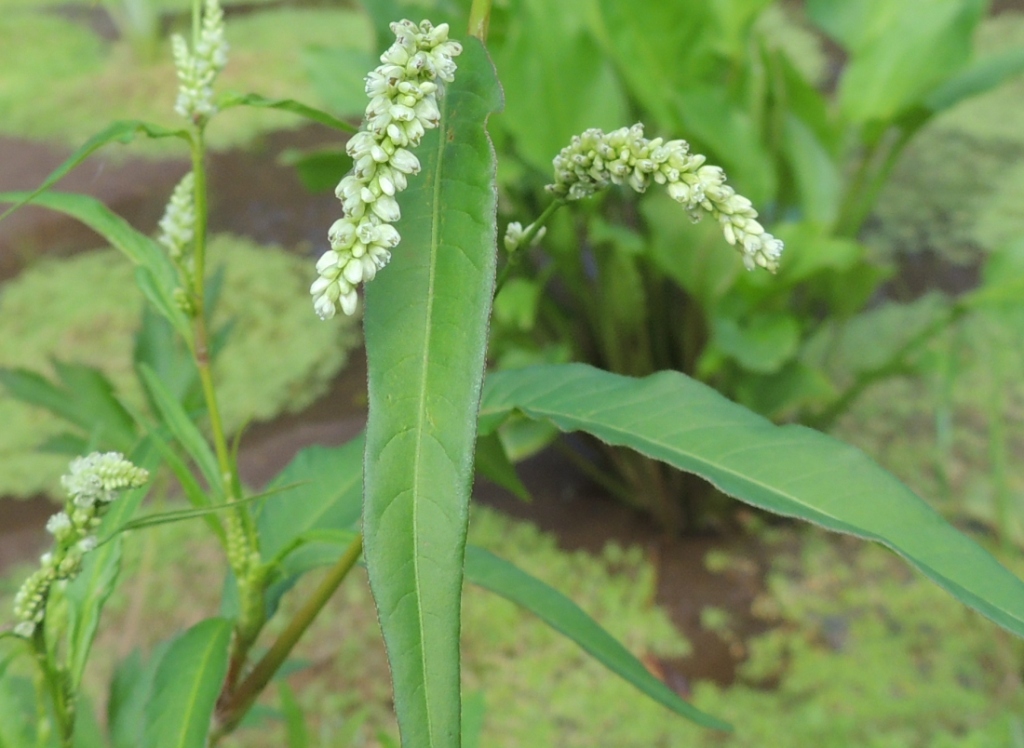 Image of Persicaria lapathifolia specimen.