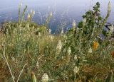 Reseda alba
