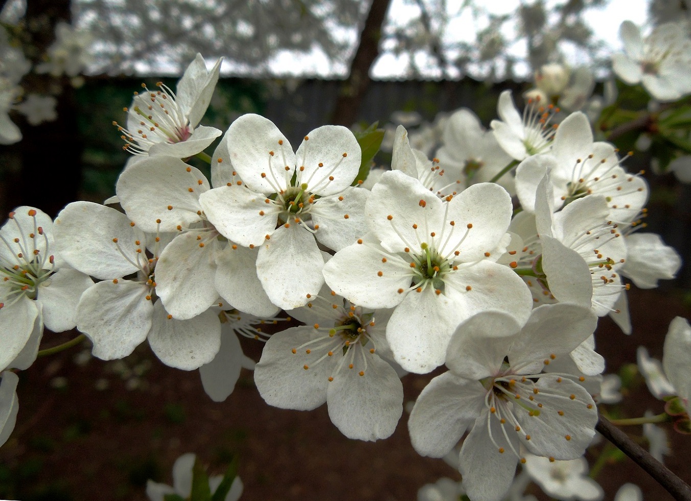 Image of Prunus cerasifera specimen.