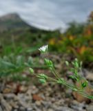 Minuartia hybrida