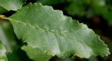 Nothofagus pumilio. Лист. Германия, г. Дюссельдорф, Ботанический сад университета. 04.05.2014.
